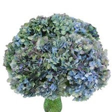 Stems In Bulk: Antique Blue Jumbo Hydrangea