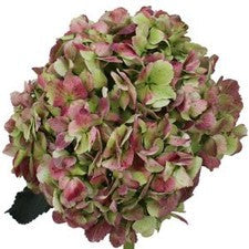 Stems In Bulk: Antique Green Red Hydrangea Extra Large