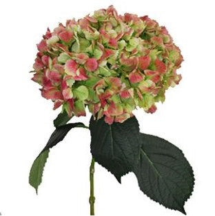 Stems In Bulk: Antique Green Red Hydrangea Extra Large