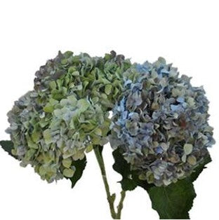 Stems In Bulk: Antique Hydrangea Blue And Green Vintage Flower