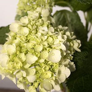 Stems In Bulk: Baby Hydrangea Honeydew Green Flower