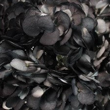 Stems In Bulk: Black Airbrushed Hydrangea Flower