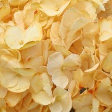 Stems In Bulk: Bronze Yellow Enhanced Hydrangea