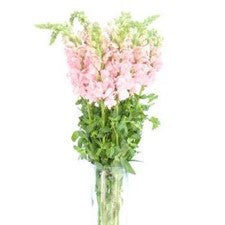 Stems In Bulk: Bulk Mothers Day Snapdragon Light Pink Flower