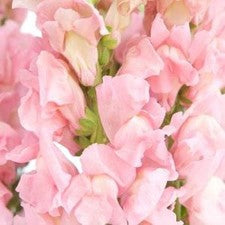 Stems In Bulk: Bulk Mothers Day Snapdragon Light Pink Flower