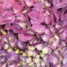 Stems In Bulk: Burst Of Purple Berry Hydrangea Flower