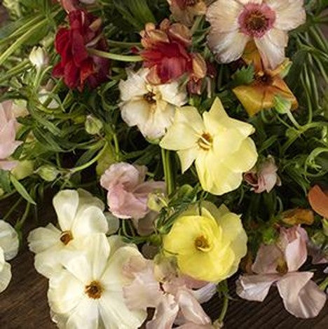 Stems In Bulk: Butterfly Ranunculus Flower Mixed Colors
