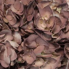 Stems In Bulk: Dark Chocolate Airbrushed Hydrangea