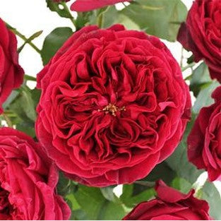 Stems In Bulk: David Austin Tess Velvet Cherry Peony Rose