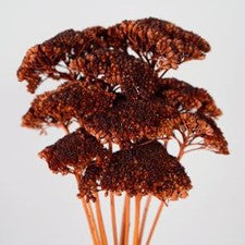 Stems In Bulk: Dried Chocolate Truffle Yarrow