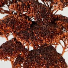 Stems In Bulk: Dried Chocolate Truffle Yarrow