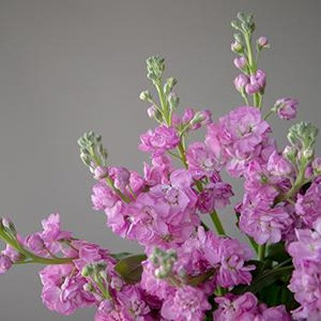 Stems In Bulk: El Aleli Hues Of Pink Flower
