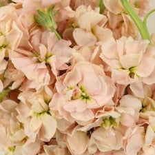 Stems In Bulk: El Aleli Peach Flower