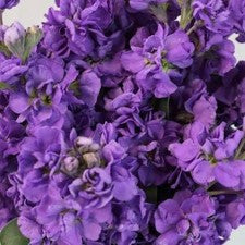 Stems In Bulk: El Aleli Purple Flower
