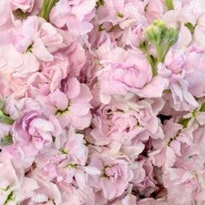 Stems In Bulk: El Aleli Sweetheart Pink Flower