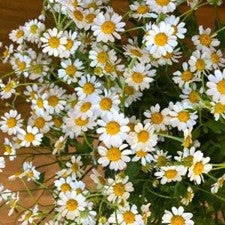 Stems In Bulk: Feverfew Daisy Wholesale Cut Flower