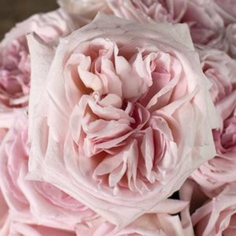 Stems In Bulk: Garden Rose Soft Pink Ohara