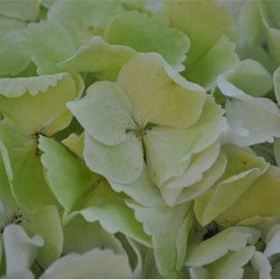 Stems In Bulk: Giant Pale Green Hydrangea Flower