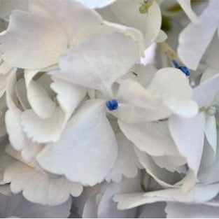 Stems In Bulk: Giant Pure White Hydrangea Flower