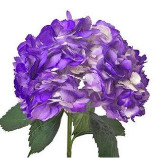 Stems In Bulk: Grape Purple Airbrushed Hydrangea Flower