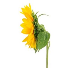 Stems In Bulk: Green Center Sunflowers