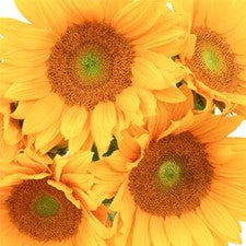 Stems In Bulk: Green Center Sunflowers