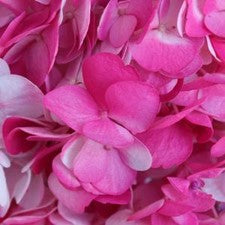 Stems In Bulk: Highlighter Pink Airbrushed Hydrangea