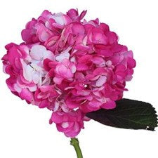 Stems In Bulk: Highlighter Pink Airbrushed Hydrangea