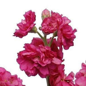 Stems In Bulk: Hot Pink Bulk Spray Stock Flower