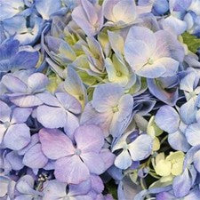Stems In Bulk: Hues Of Lavender Hydrangea