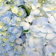 Stems In Bulk: Hydrangea Bicolor Ivory With Hint Of Blue Flower