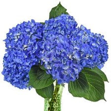 Stems In Bulk: Hydrangea Dark Blue Flower