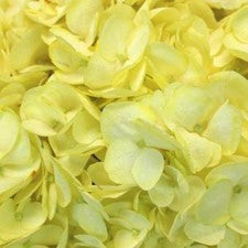 Stems In Bulk: Hydrangea Enhanced Yellow Flower