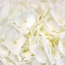 Stems In Bulk: Hydrangea Ivory White Flower