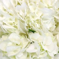 Stems In Bulk: Hydrangea Ivory White Flower