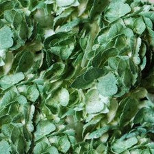 Stems In Bulk: Hydrangea Mossy Green Airbrushed