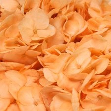 Stems In Bulk: Hydrangea Peach Enhanced Flower