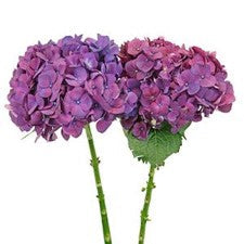 Stems In Bulk: Hydrangea PurpleBerry Flower