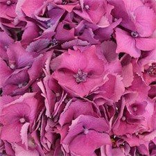 Stems In Bulk: Hydrangea Raspberry Flower