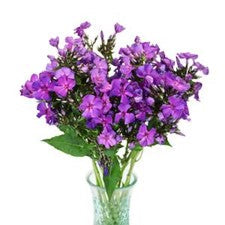 Stems In Bulk: Hypnotic Purple Phlox Flower