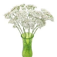 Stems In Bulk: Ivory White Cottage Yarrow Flowers