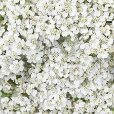 Stems In Bulk: Ivory White Cottage Yarrow Flowers