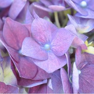 Stems In Bulk: Lavender Blue Hydrangea Flower Colombian