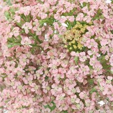 Stems In Bulk: Light Pink Cottage Yarrow Flowers