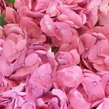 Stems In Bulk: Light Pink Hydrangea