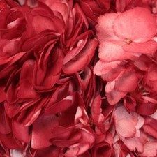 Stems In Bulk: Lipstick Red Airbrushed Hydrangea