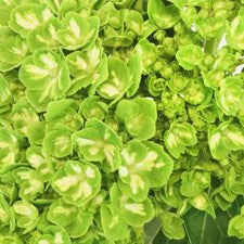 Stems In Bulk: Mini Variegated Clover Hydrangea Flower