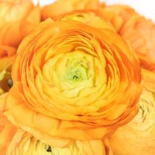 Stems In Bulk: Orange Ranunculus Fresh Cut Flower