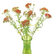 Stems In Bulk: Paprika Red Cottage Yarrow Flowers