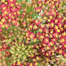 Stems In Bulk: Paprika Red Cottage Yarrow Flowers